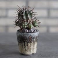 【芽の巣山】Euphorbia horrida (長刺ホリダ) × 安西岳郎 / 中川智治 (2.5号)  no.823/44