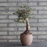 Commiphora wightii × N/OH (3.5号)  no.920/7