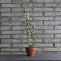 Euphorbia stenoclada × YAMABACHI (3号) no.927/57
