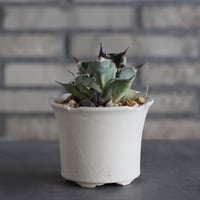 Agave sp. No.1 × N/OH (3.5号)  no.920/16