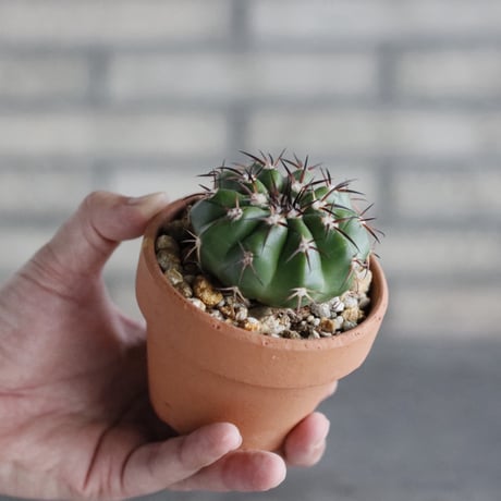 Discocactus gigantea × YAMABACHI var. N/OH (3号)  no.906/60