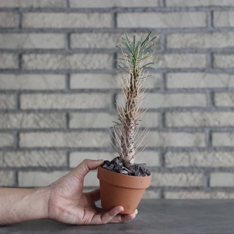 Euphorbia multifolia × YAMABACHI (3号)  no.906/23