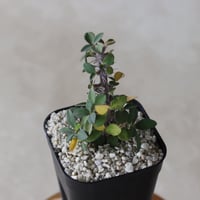 【tres】Euphorbia imperatae (3号)  no.816/50