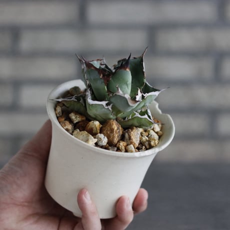 Agave sp. No.1 × N/OH (3.5号)  no.920/16