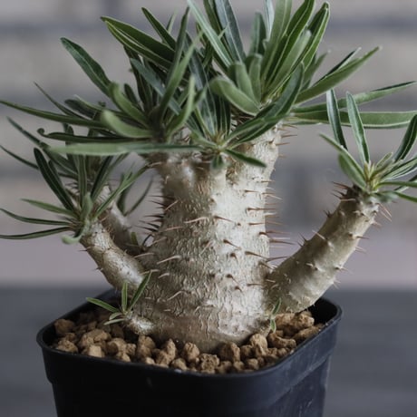 Pachypodium gracilius (3号鉢)  no.705/113