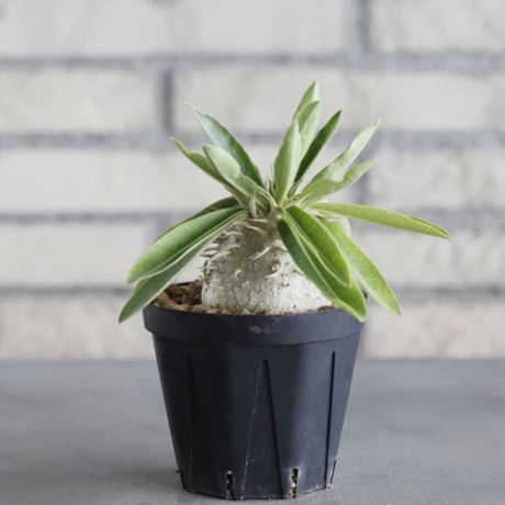 Pachypodium enigmaticum (3号鉢)  no.705/130