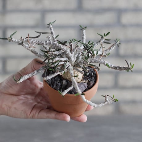 Euphorbia cylindrifolia × YAMABACHI (3号)  no.1004/121