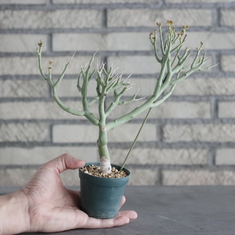 Euphorbia Lignosa (2.5号) ＋YAMABACHI  no.830/12