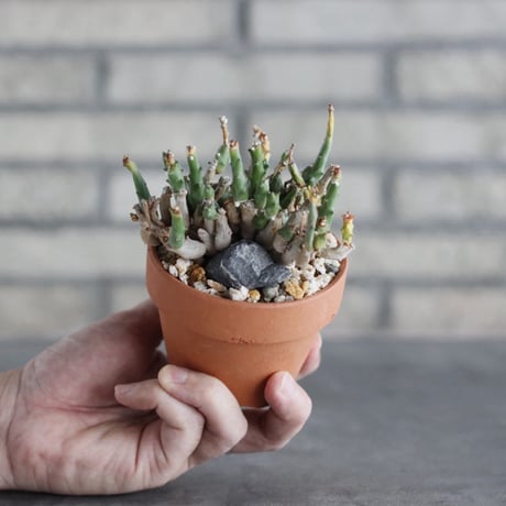 Euphorbia ornithopus (鳥足麒麟) × YAMABACHI (3号)  no.906/38