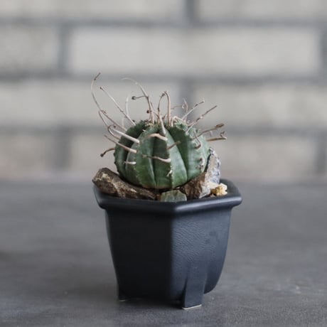 Euphorbia valida × nos pot (2.5号)  no.927/83