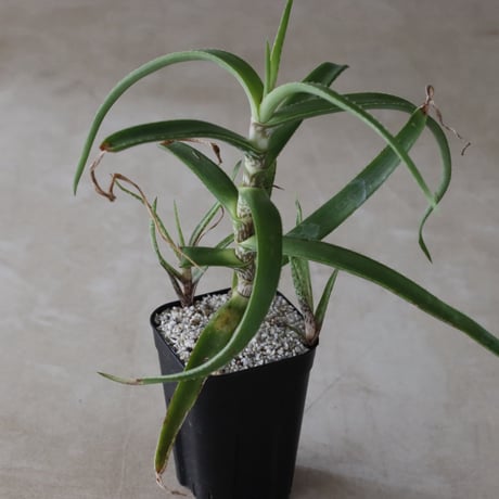 【tres】Aloe microdonta (3号)  no.816/40
