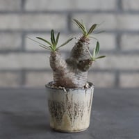 【The One】Pachypodium gracilius × 安西岳郎 / 中川智治 (2.5号)  no.823/25