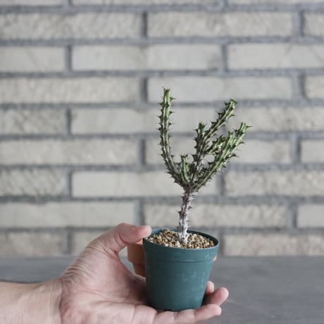 Euphorbia sp. nova Somalia Hordio (2.5号) ＋YAMABACHI  no.830/18