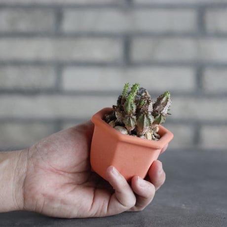 Euphorbia submammillaris monstrose × nos pot (2.5号) no.927/85