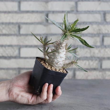 Pachypodium gracilius (3号鉢)  no.705/114