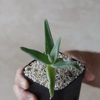 【tres】Aloe whitcombei (3号)  no.816/39.5