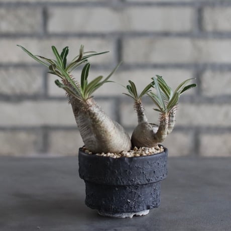 【The One】Pachypodium gracilius × 中川智治 / ASHFIELD LABORATORY (3号)  no.823/12