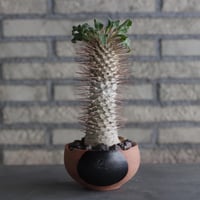 Pachypodium namaquanum (光堂) × N/OH (4号)  no.920/13