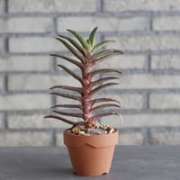 Gasteria rawlinsoni × YAMABACHI (3号)  no.1004/113