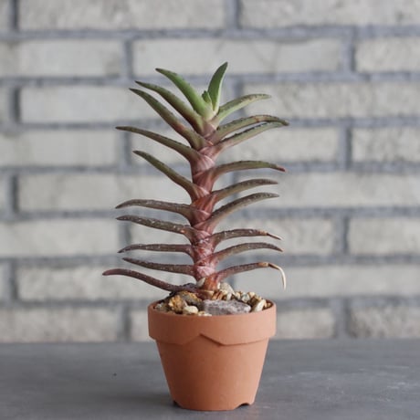 Gasteria rawlinsoni × YAMABACHI (3号)  no.1004/113