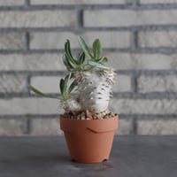 Pachypodium densiflorum × YAMABACHI(3号)  no.906/27