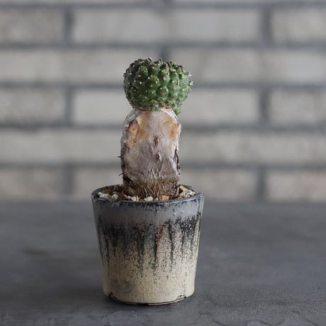 【芽の巣山】Euphorbia gymnocalycioides × 安西岳郎 / 中川智治 (2.5号)  no.823/23