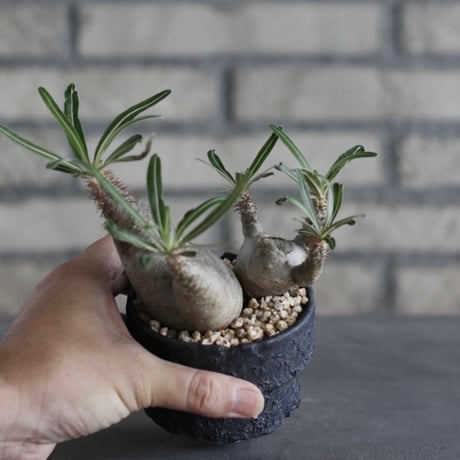 【The One】Pachypodium gracilius × 中川智治 / ASHFIELD LABORATORY (3号)  no.823/12