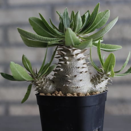 Pachypodium  makayense (3号鉢)  no.705/125