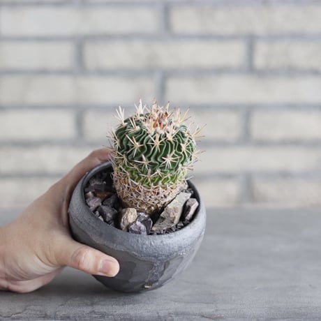 Echinofossulocactus kellerianus (剣恋玉) × N/OH (3.5号) no.1004/95