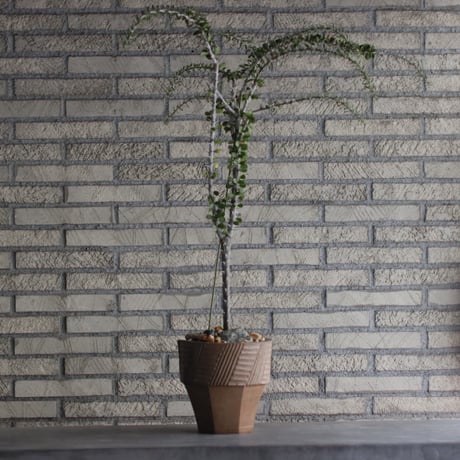 commiphora humbertii × N/OH (6.5号)  no.926/49