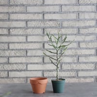 Euphorbia arahaka (2.5号) ＋YAMABACHI  no.830/5