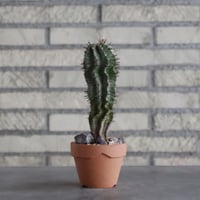 Euphorbia horrida  × YAMABACHI (3号)  no.906/17