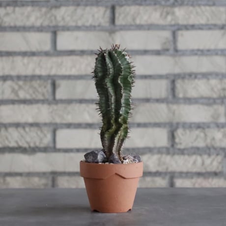 Euphorbia horrida  × YAMABACHI (3号)  no.906/17