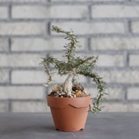 Euphorbia neobosseri × YAMABACHI (3号) no.927/61