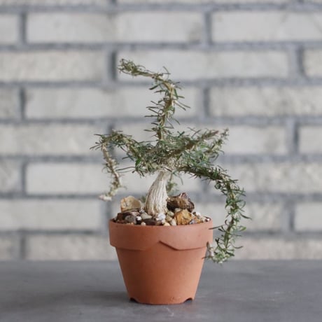 Euphorbia neobosseri × YAMABACHI (3号) no.927/61