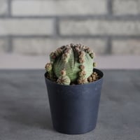 Euphorbia  symmetrica (3号鉢)  no.719/163