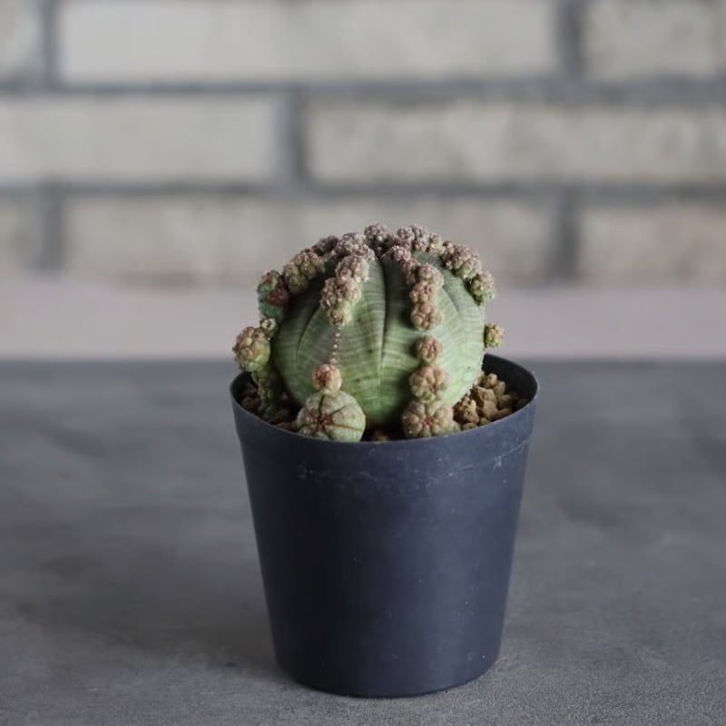 Euphorbia symmetrica (3号鉢) no.719/163 | 芽の巣山