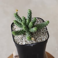【tres】Euphorbia huttoniae (3号)  no.816/26