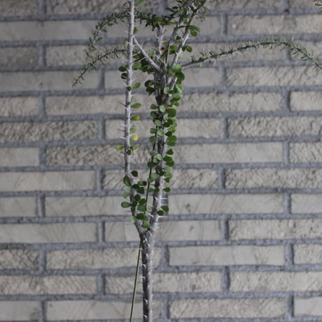commiphora humbertii × N/OH (6.5号)  no.926/49