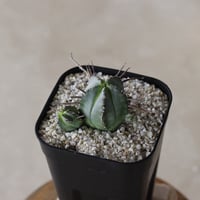 【tres】Euphorbia pillansii (3号)  no.816/23