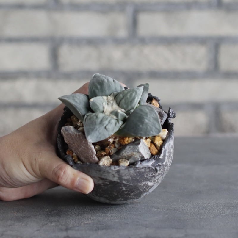 Ariocarpus 疣青磁牡丹 × takero pot (3.5号) no.1004/9