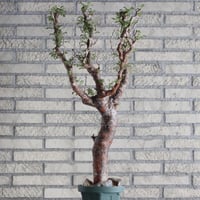 Commiphora monstrosa (5号鉢)  no.705/88