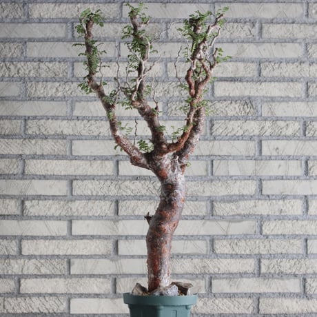 Commiphora monstrosa (5号鉢)  no.705/88