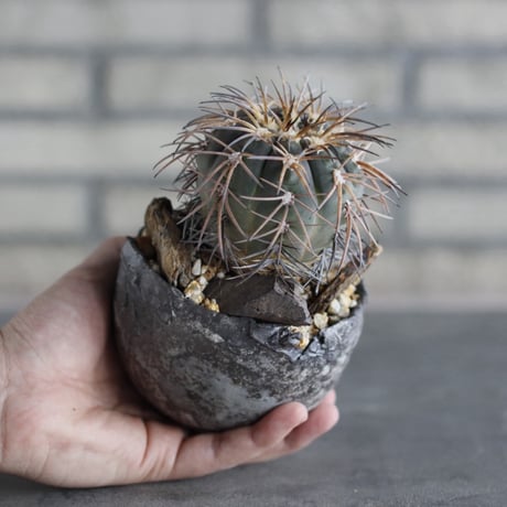 Echinocactus horizonthalonius (水平丸) × takero pot (3.5号)  no.920/37