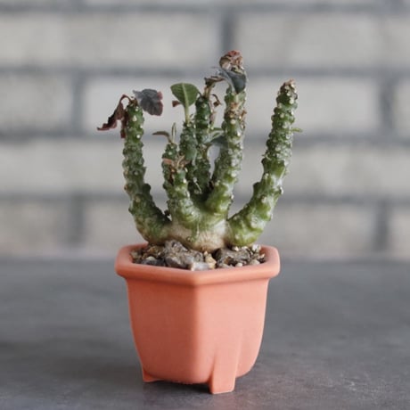 Dorstenia foetida × nos pot (2.5号)  no.927/80