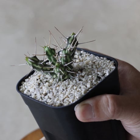 【tres】Euphorbia actinoclada (3号)  no.816/30