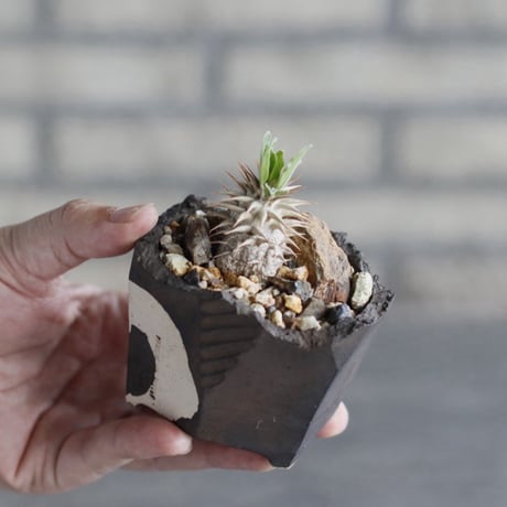 { Pachypodium eburneum×大黒 }×makayense × N/OH (3号)   no.1004/108
