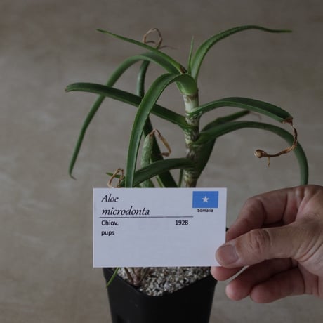 【tres】Aloe microdonta (3号)  no.816/40