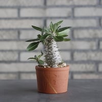 N/OH-TERRACOTTA MIX × Pachypodium Makayense (3号)  no.730/12