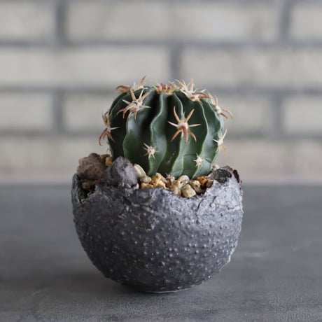 Ferocactus latispinus (日出丸) × takero pot (3.5号)  no.920/39